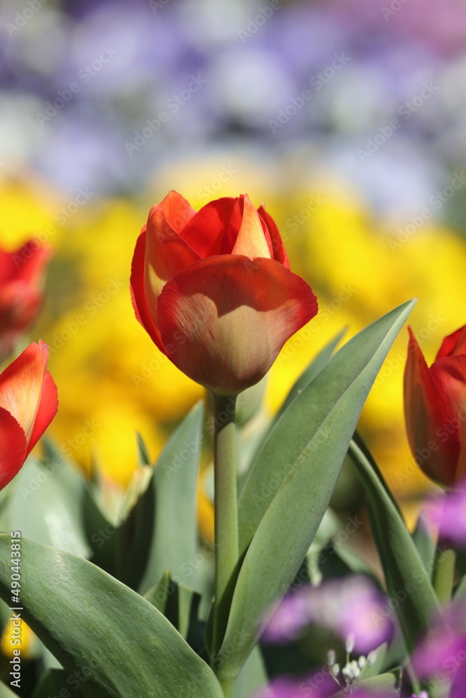 Fototapeta premium red and yellow tulips