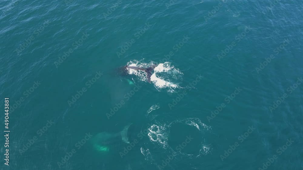 Humpback Whales in the Ocean. Aerial View Humpback Whales in the Ocean. Aerial View