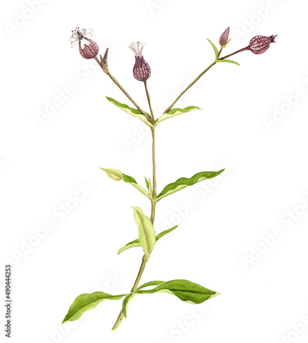 watercolor drawing plant of maidenstears, Silene vulgaris isolated at white background , hand drawn botanical illustration