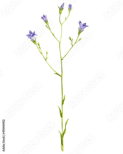 watercolor drawing plant of spreading bellflower, Campanula patula isolated at white background , hand drawn botanical illustration