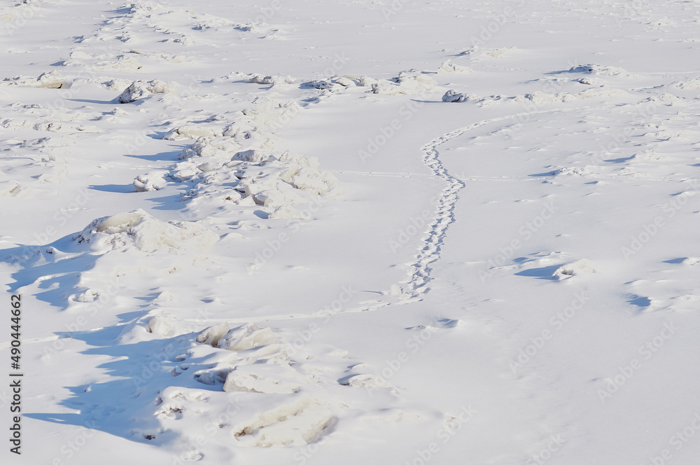 Snow and ice in winter. Natural texture. Light and shadows on a sunny day on the river. Winding dog tracks. Traces of people and animals in the snow. Snow and ice in winter. Natural texture. Light and shadows on a sunny day on the river. Winding dog tracks. Traces of people and animals in the snow.