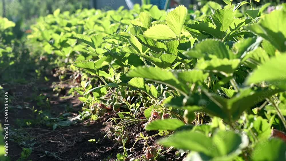 close-up of a strawberry plantation in the vegetable garden in the garden at the dacha. The concept of conservation of nature and agriculture. close-up of a strawberry plantation in the vegetable garden in the garden at the dacha. The concept of conservation of nature and agriculture.