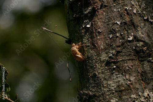 insect in a tree