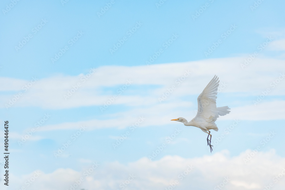 Fototapeta premium garza en vuelo