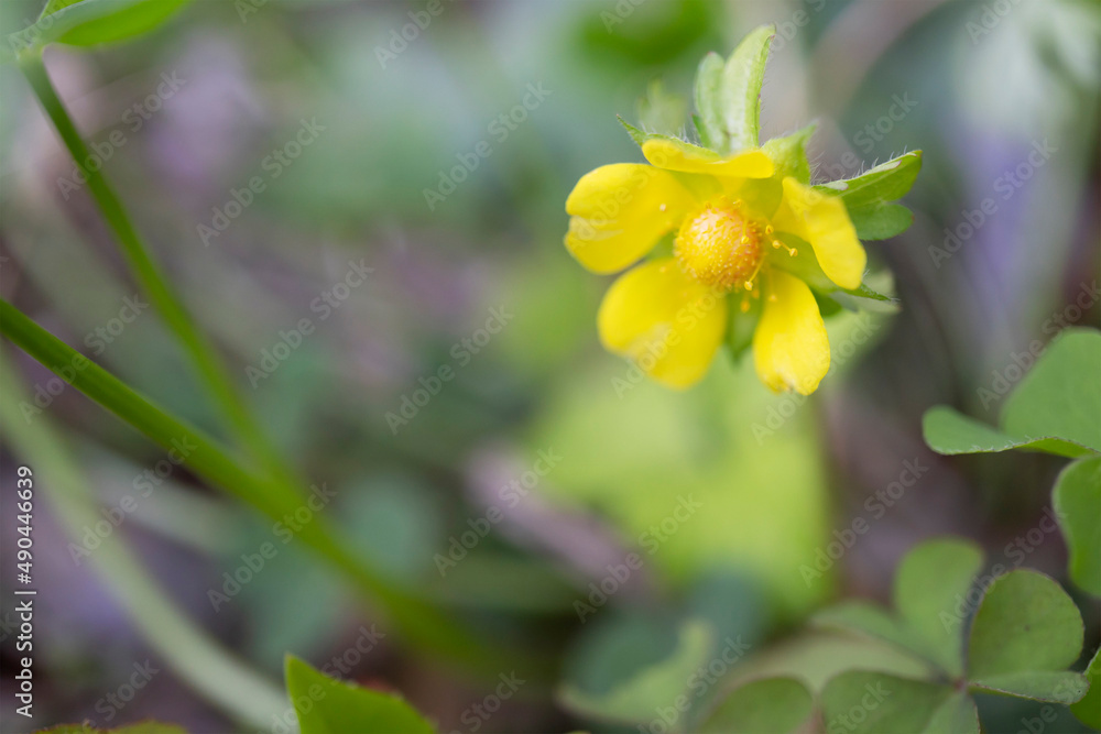 ヘビイチゴ Potentilla Hebiichigo Yonek をクローズアップ バラ科キジムシロ属 Stock Photo Adobe Stock ヘビイチゴ Potentilla Hebiichigo Yonek をクローズアップ バラ科キジムシロ属 Stock Photo Adobe Stock