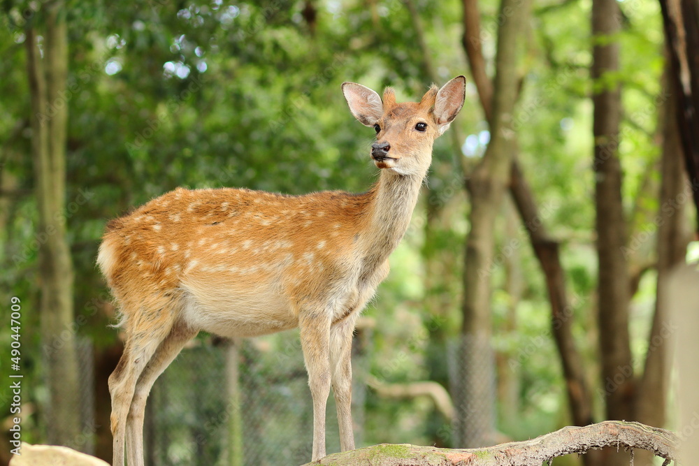 奈良公園の若いオス鹿 奈良公園の若いオス鹿