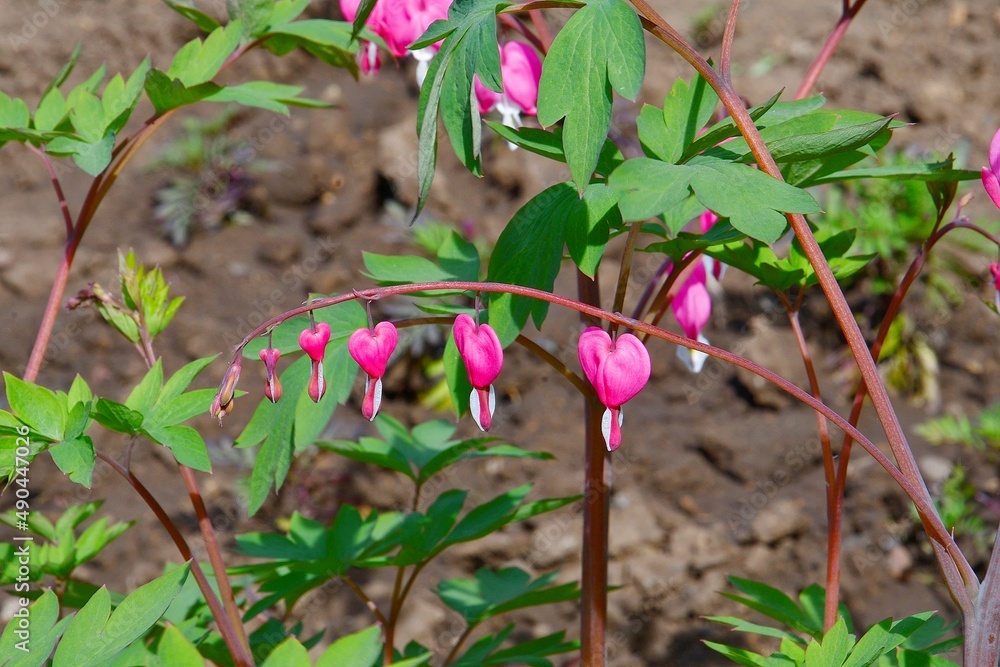 The flower of the Dicenter is magnificent or the flower of the Broken Heart (Lat. Lamprocapnos spectabilis, formerly Dicentra spectabilis) The flower of the Dicenter is magnificent or the flower of the Broken Heart (Lat. Lamprocapnos spectabilis, formerly Dicentra spectabilis)