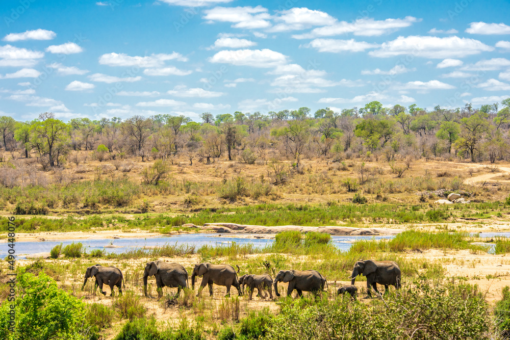 Group of Elephants in african Kruger National Park - obrazy, fototapety, plakaty 