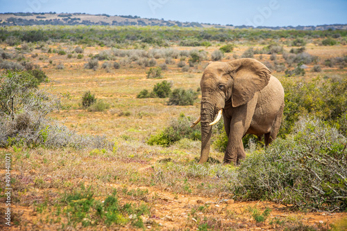 Lonely Elephant walking in african Savannah © feel4nature