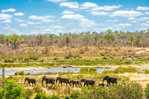 Group of Elephants in african Kruger National Park photo