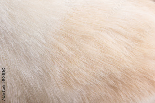 Close up of domestic short hair cat fur, white and yellow solid pattern skin with shade from sun, hair texture for background