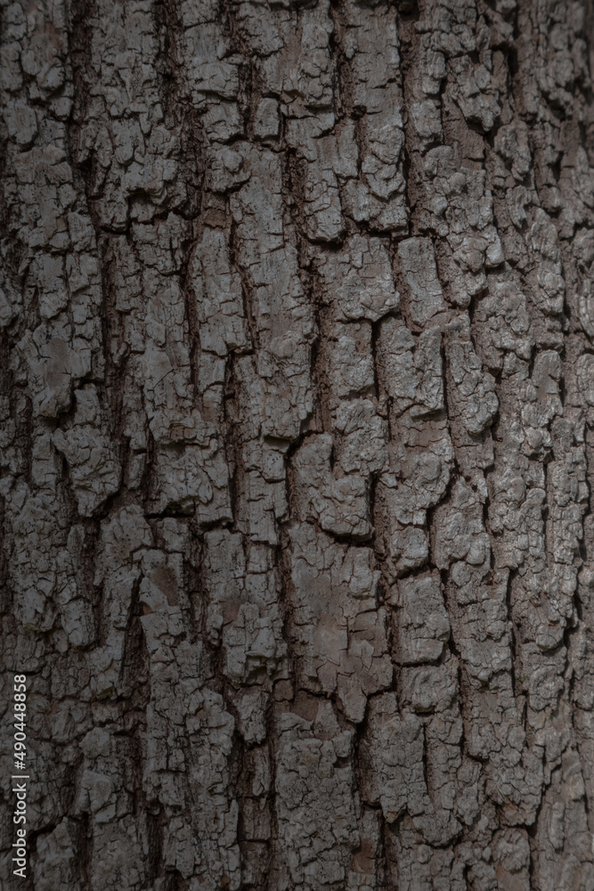 Textura de ábol, corteza de arbol, reforestación de un bosque, cuidado del medio ambiente, deforestación de áreas verdes protegidas, leña, recursos para fábrica, muebles, carpintería Textura de ábol, corteza de arbol, reforestación de un bosque, cuidado del medio ambiente, deforestación de áreas verdes protegidas, leña, recursos para fábrica, muebles, carpintería
