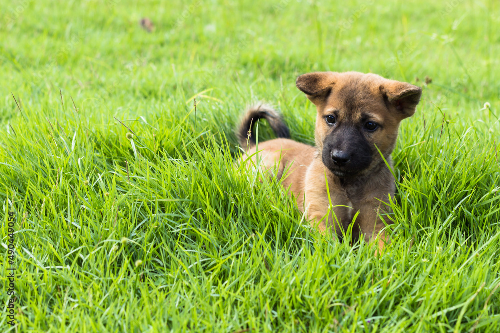 The brown mixed breed with dark nose stray puppy looking up at something interesting with doubt on the grass ground at outdoor park. The brown mixed breed with dark nose stray puppy looking up at something interesting with doubt on the grass ground at outdoor park.
