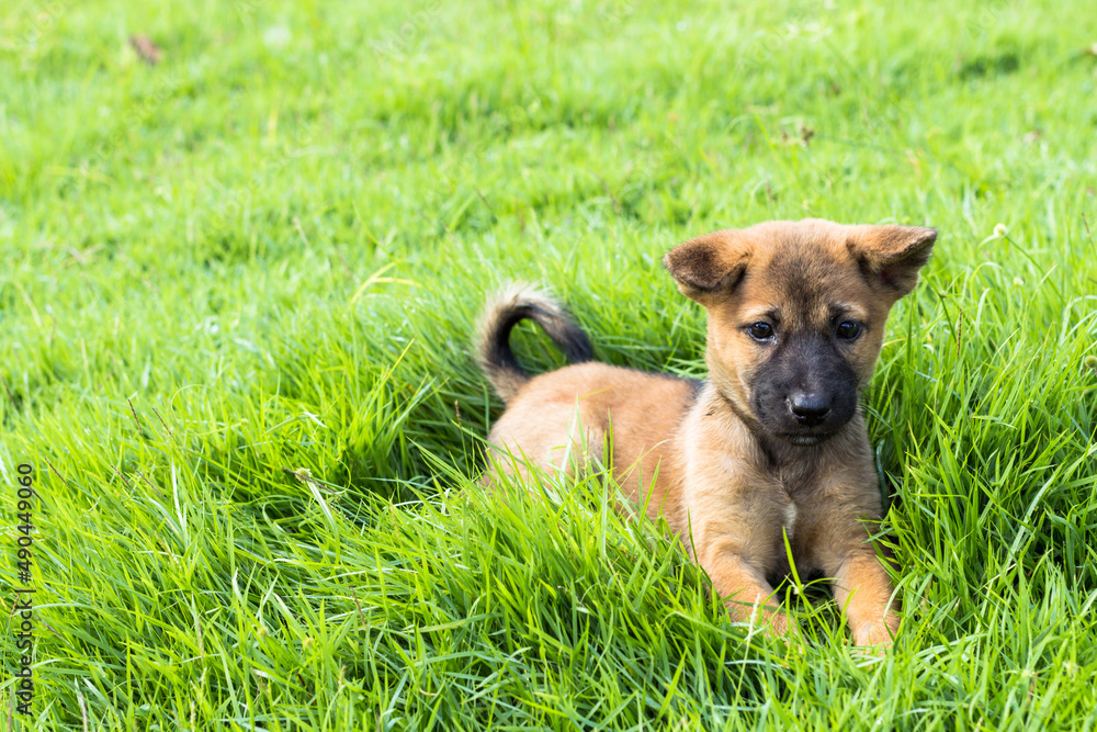 The brown mixed breed with dark nose stray puppy dog looking up at something interesting with doubt and lonely on the grass ground at outdoor park. The brown mixed breed with dark nose stray puppy dog looking up at something interesting with doubt and lonely on the grass ground at outdoor park.