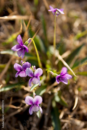 Purple (Viola mandshrica) flowers bloom in spring. Wild violet with purple color in nature.