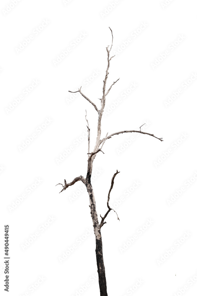 Dying trees isolated on a white background Dying trees isolated on a white background