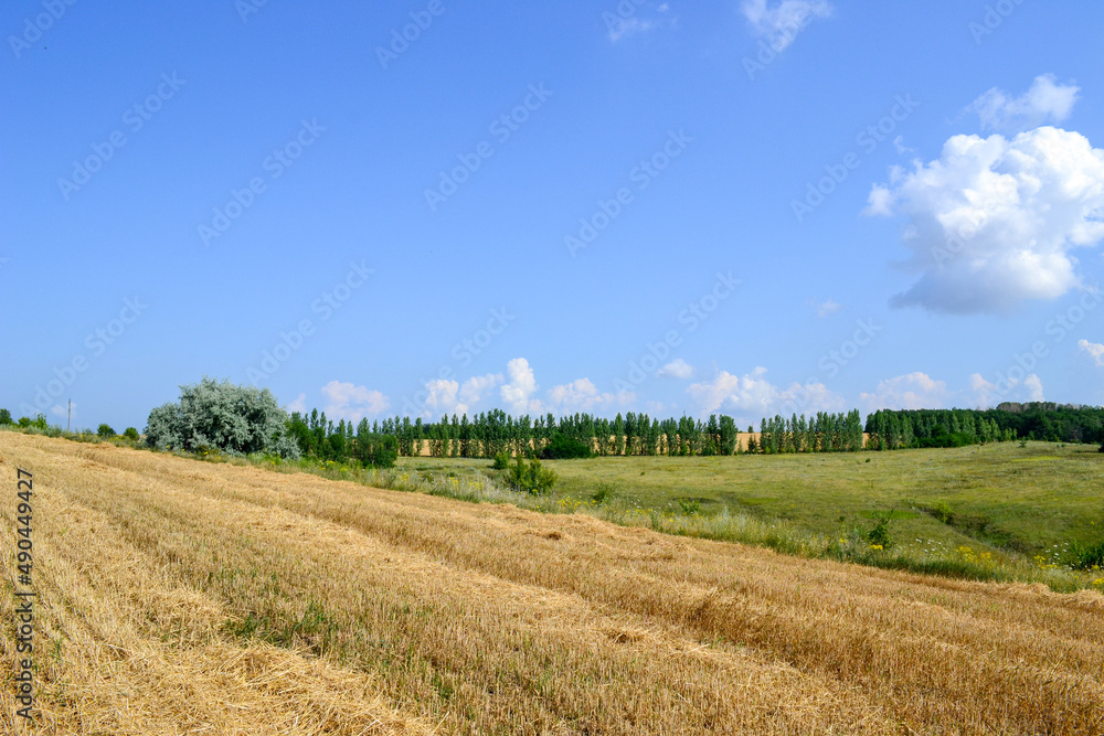 field of wheat and sky