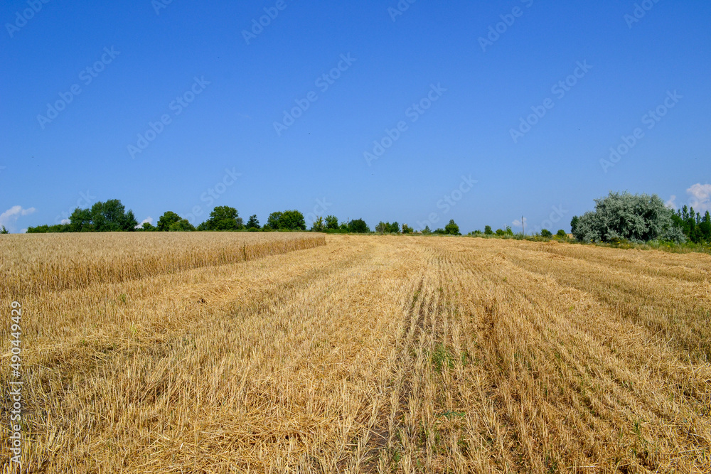 field of wheat in summer