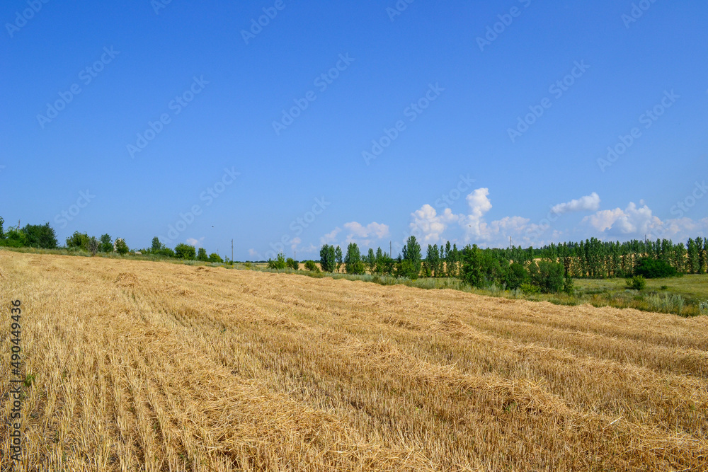 field of wheat and sky