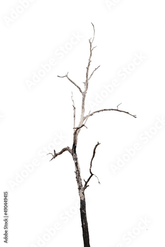 Dying trees isolated on a white background © คเณศ จันทร์งาม