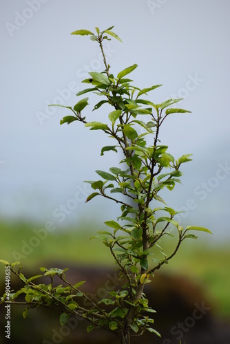 leaves against blue sky