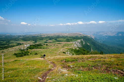 cows in the mountains