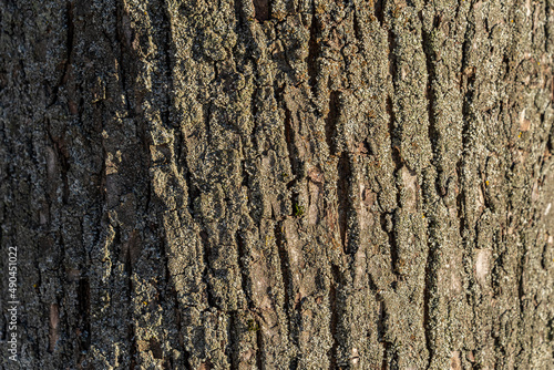 Texture of tree bark as background for design. © Andrey Nikitin