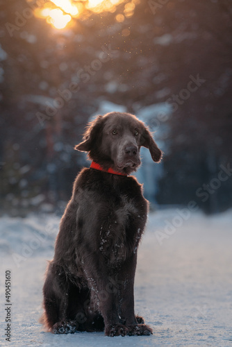 Fototapeta Naklejka Na Ścianę i Meble -  weimaraner dog sitting in winter forest