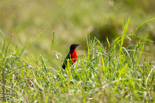 Red-breasted blackbird or meadowlark perched in green gras against blurred green background, Manizales, Colombia photo