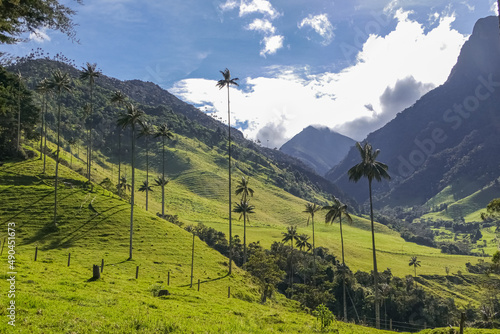 Idyllic view to green mountains with isolated wax palm trees and blue sky with white clouds, Cocora valley, Salento, Colombia photo