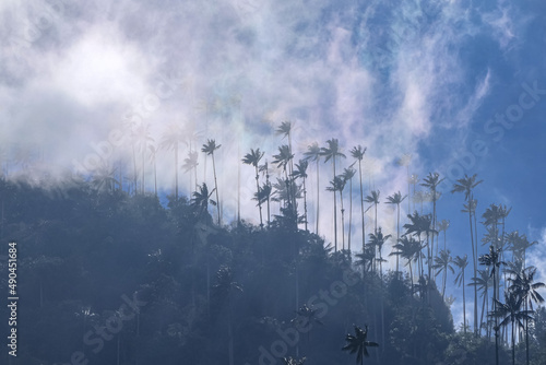 White clouds rise from forest with isolated high wax palms, Cocora Valley, Salento, Colombia