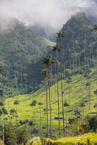 Atmospheric Cocora Valley landscape with meadows, isolated wax palm trees and forested mountains with clouds, Colombia photo