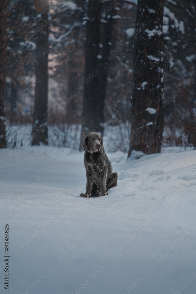 weimaraner dog sitting in winter forest