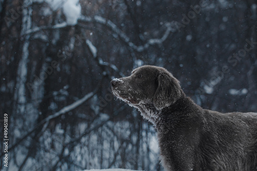 dark winter forest hunting dog weimaraner sniffing nosework
