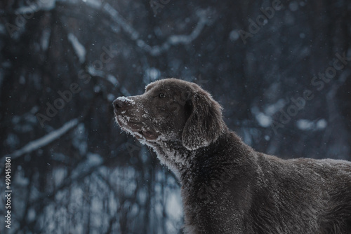 dark winter forest hunting dog weimaraner sniffing nosework