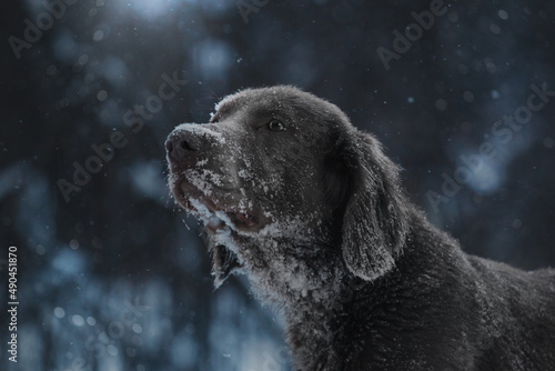 dark winter forest hunting dog weimaraner sniffing nosework
