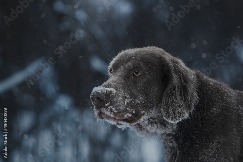 winter dark forest hunting dog weimaraner portrait