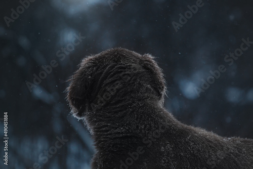 dog looks into the forest longhaired weimaraner