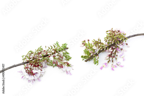 Mata Raton flower ( Gliricidia sepium (Jacq.) Kunth ex Walp. ) isolated on white background.