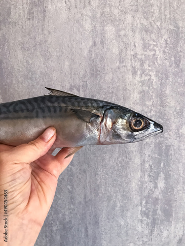 Cleaned and ready to cook fresh fish horse mackerel, istavrit fish,
