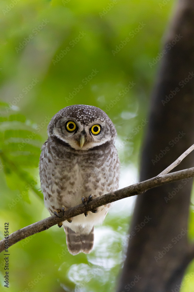 Fototapeta premium Spotted Owlet