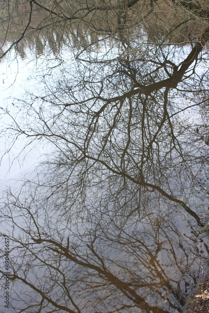 Branches entremêlées Branches entremêlées