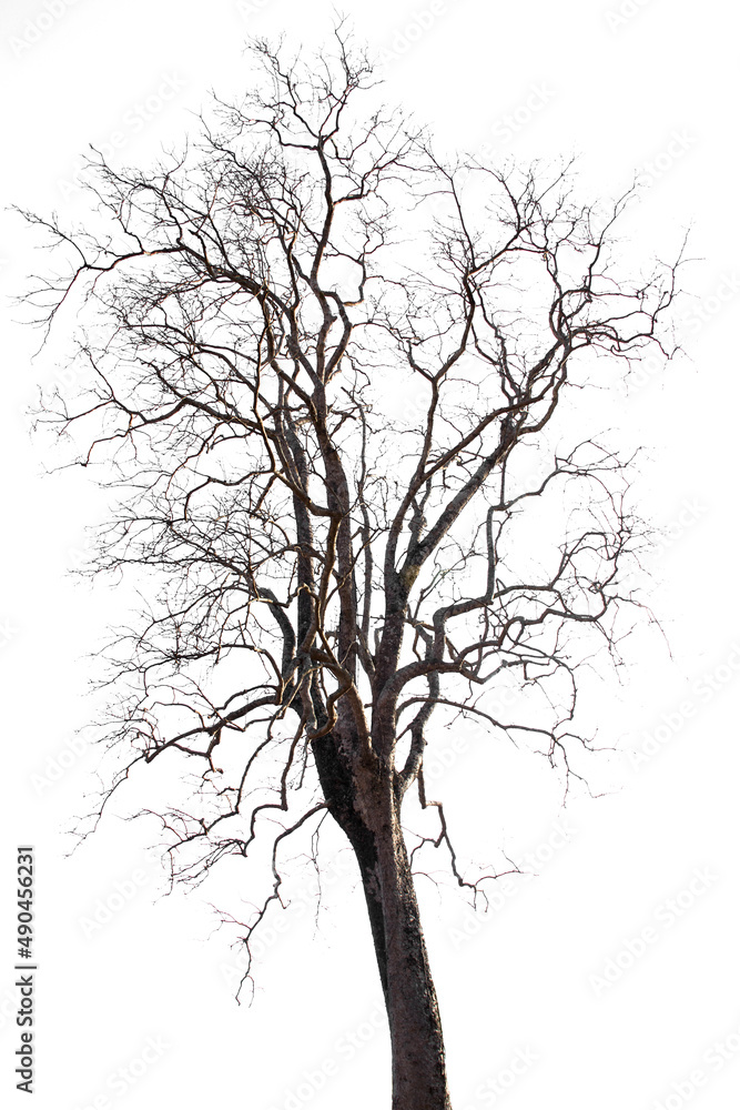 Leafless tree on white background. Deciduous tree in dry season. Leafless tree on white background. Deciduous tree in dry season.