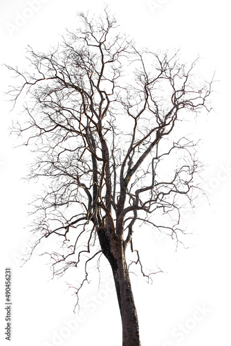 Wallpaper Mural Leafless tree on white background. Deciduous tree in dry season. Torontodigital.ca
