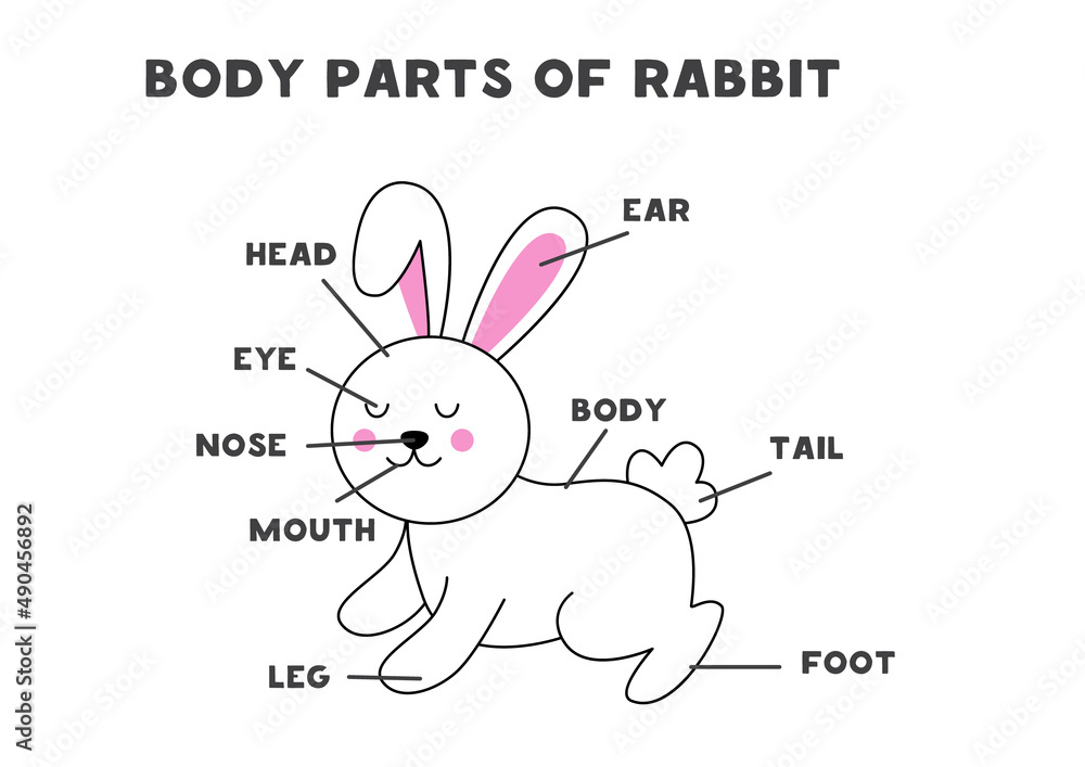 Body parts of the rabbit. Scheme for children. Body parts of the rabbit. Scheme for children.