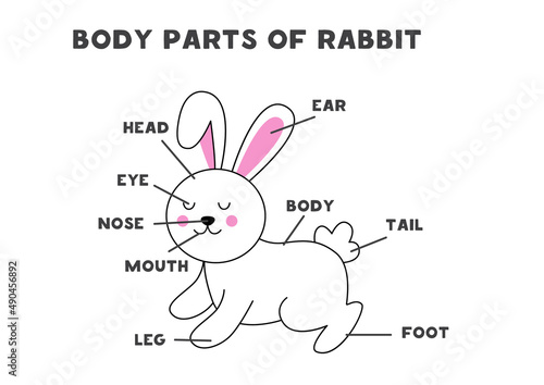 Body parts of the rabbit. Scheme for children.