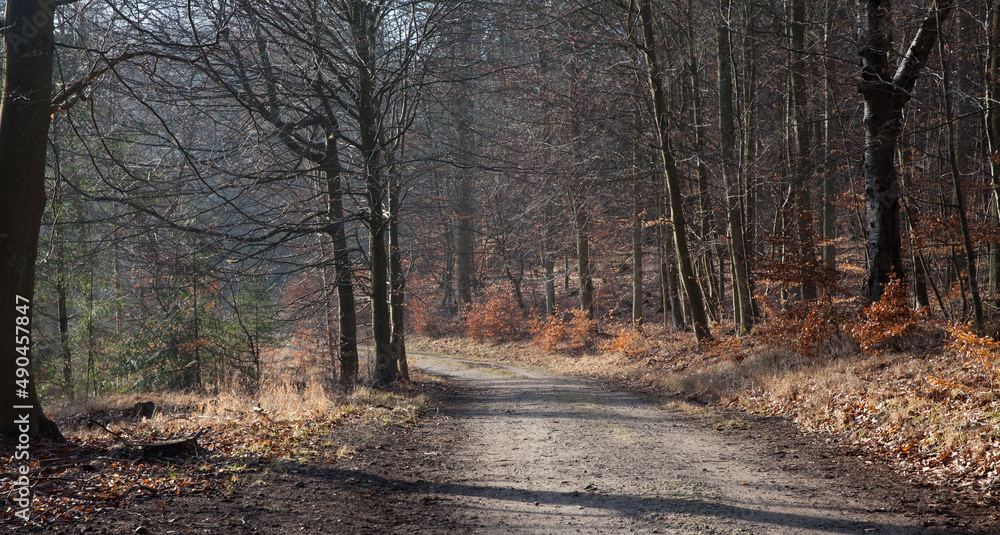 Obraz premium Folehaven forest in Hørsholm. 2008