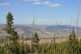 Dead trees from wildfire burns at Dunraven Pass, Yellowstone National Park, Wyoming