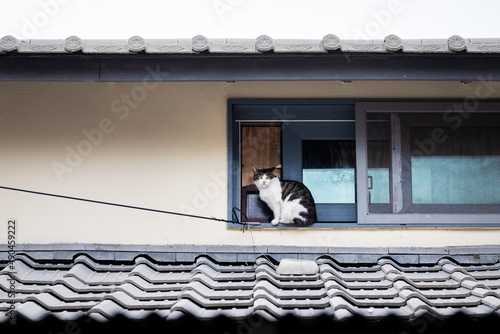 A cat that go out (외출한 고양이) photo