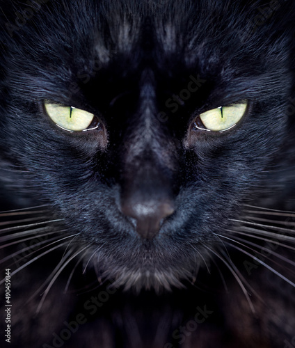 Fototapeta Naklejka Na Ścianę i Meble -  Giving you an intense stare. Cropped view of a black cat looking at you.